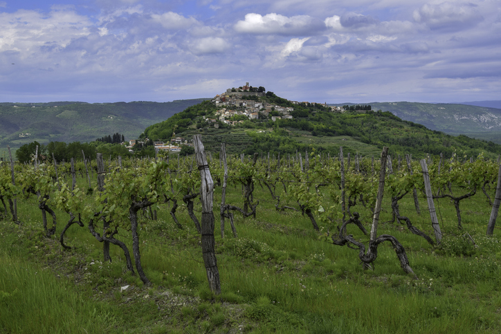 The vineyards of Rovinj, Croatia