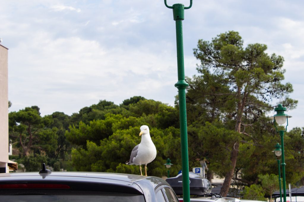 White seagull on the top of a car close to a green streetlight in Rovinj, Croatia